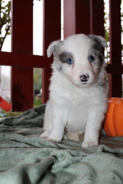 border_collie.jpg border_collie.jpg