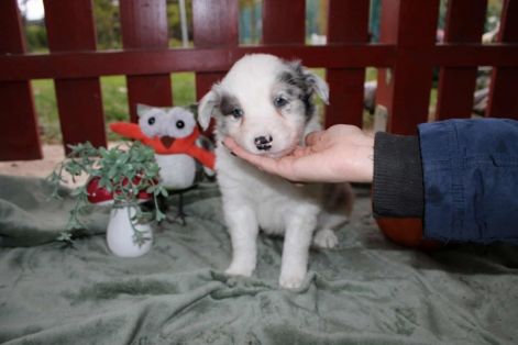 border_collie_2.jpg border_collie_2.jpg