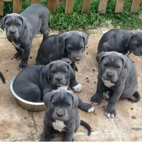 cane_corso.jpg
