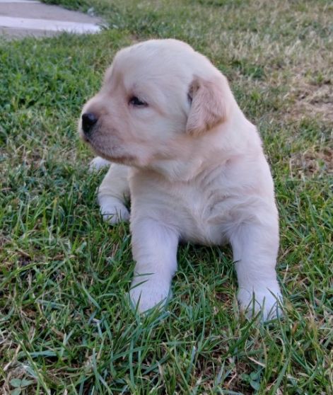 labrador.jpg labrador.jpg