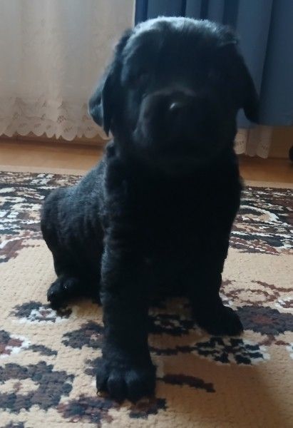 labrador_2.jpg labrador_2.jpg