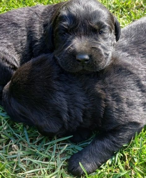 labrador_3.jpg labrador_3.jpg