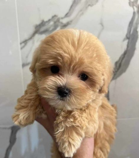 maltipoo.jpg maltipoo.jpg