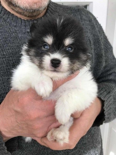 spicc_2.jpg spicc_2.jpg