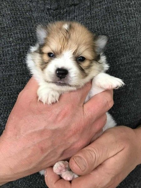 spicc_3.jpg spicc_3.jpg