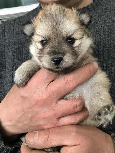 spicc_4.jpg spicc_4.jpg