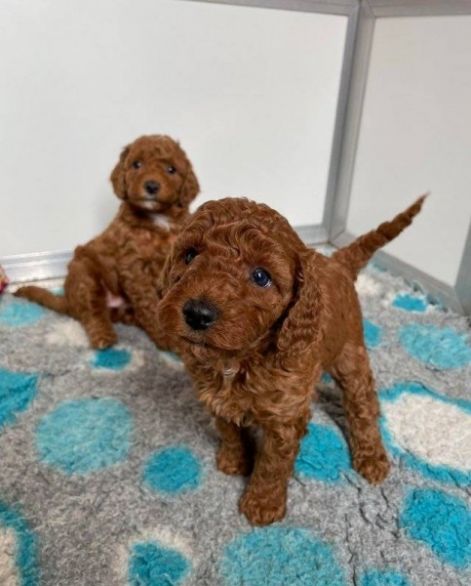 toy_uszkar_lany_es_fiu.jpg toy_uszkar_lany_es_fiu.jpg