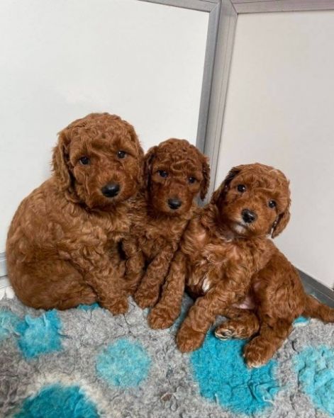 toy_uszkar_lany_es_fiu_2.jpg toy_uszkar_lany_es_fiu_2.jpg